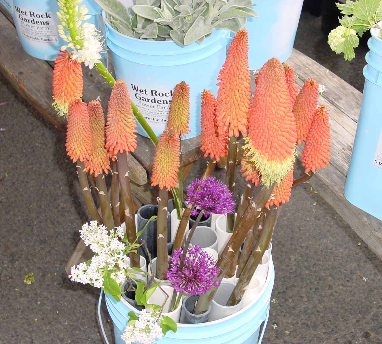 Big flowers held up by tubes in bucket